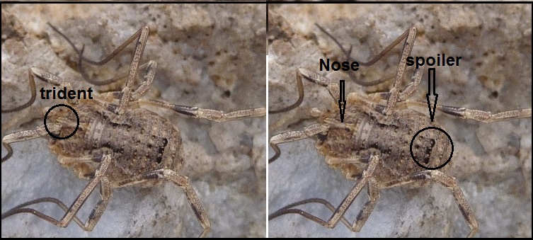 Opilione del M. Prana (LU): Odiellus spinosus (Phalangiidae)